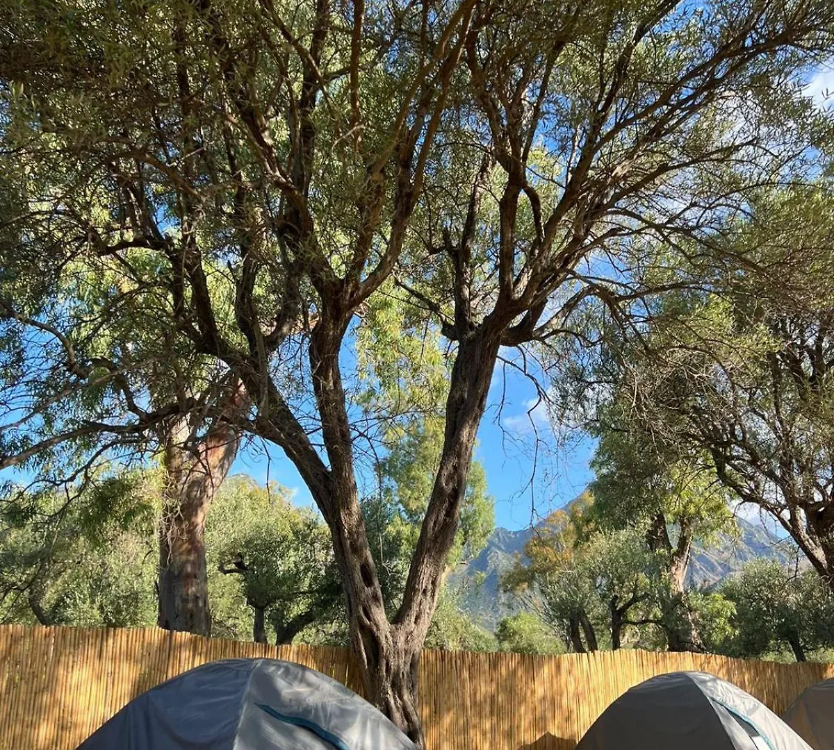 Borsh Olive Camping 0*,  알바니아